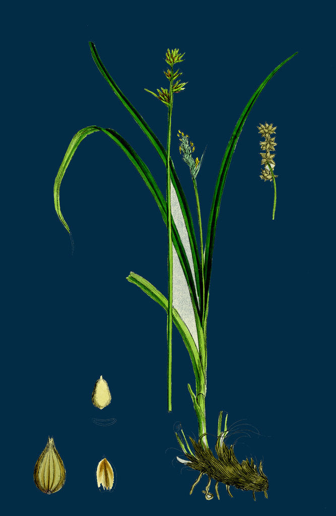 Detail of Carex Stellulata; Little Prickly Sedge by Anonymous