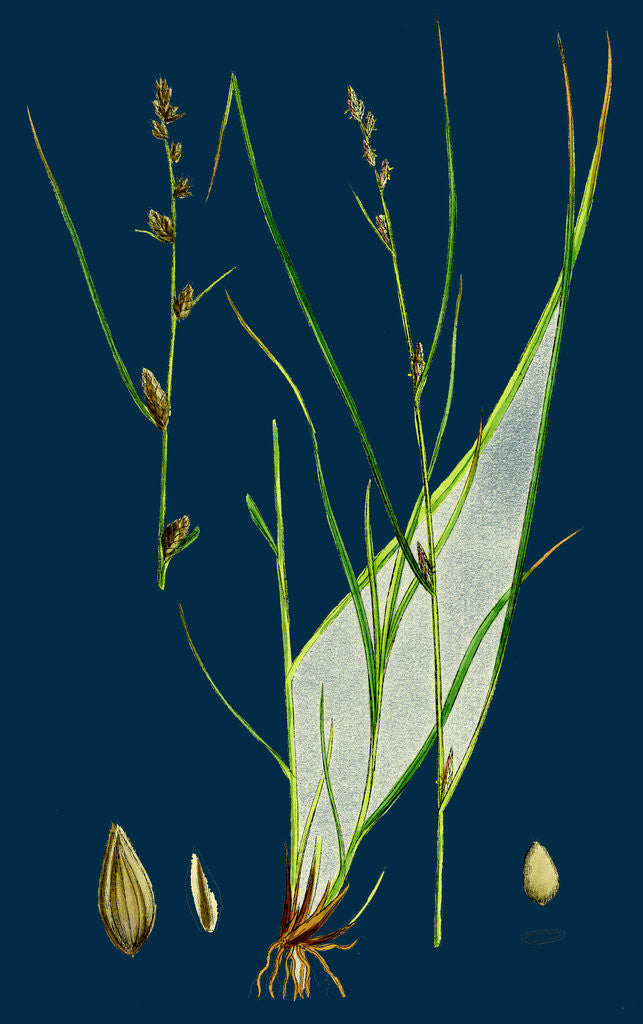Detail of Carex Remota; Distant-Spiked Sedge by Anonymous