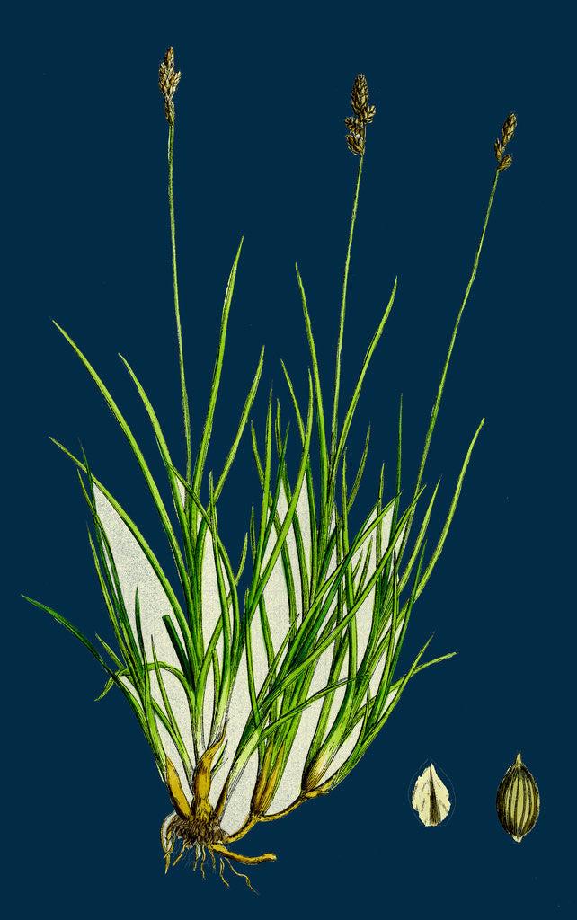 Detail of Carex Curta, Var. Alpicola; White Sedge, Var. B. by Anonymous