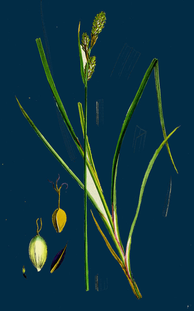 Detail of Carex Buxbaumii; Hoary Sedge by Anonymous