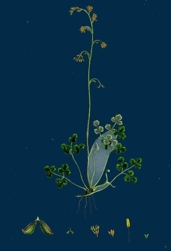 Detail of Thalictrum Alpinum; Alpine Meadow Rue by Anonymous