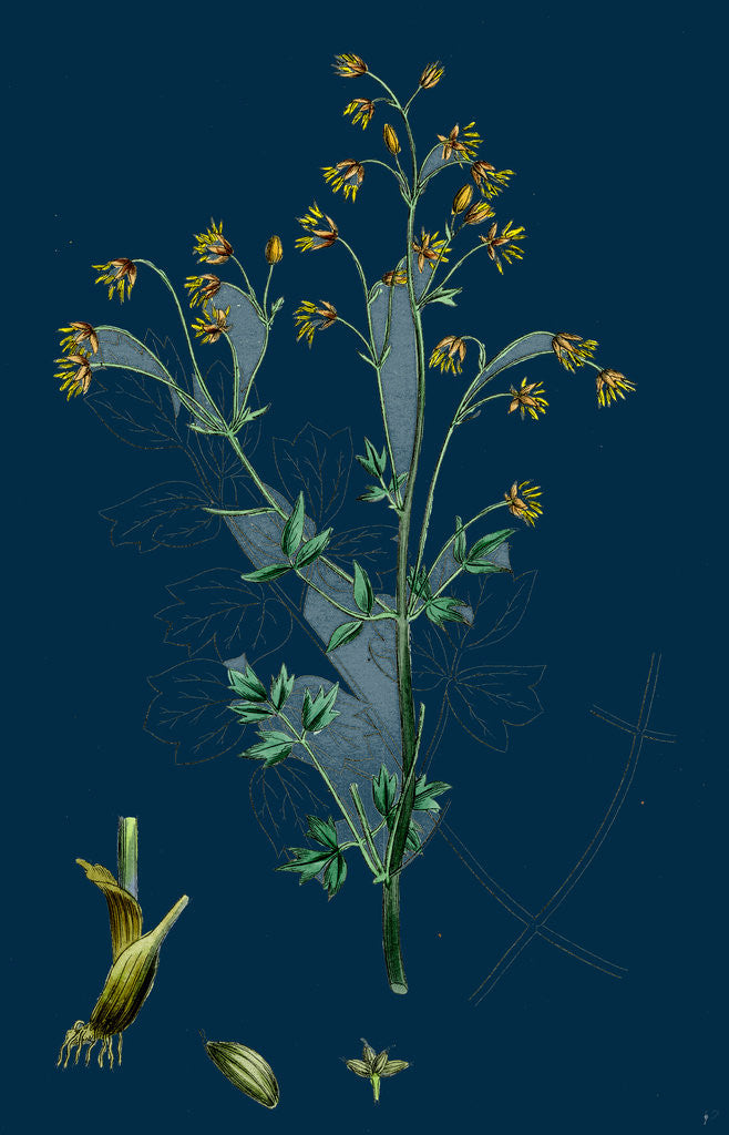 Detail of Thalictrum Flexuosum; Zigzag Meadow Rue by Anonymous