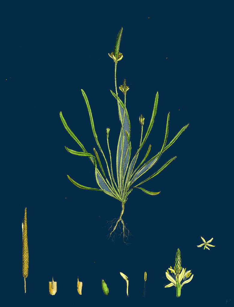 Detail of Myosurus Minimus; Common Mouse-Tail by Anonymous