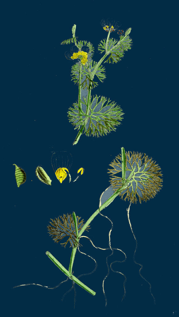 Detail of Ranunculus Circinatus; Rigid-Leaved Water-Crowfoot by Anonymous