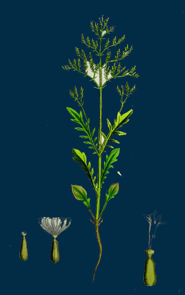 Detail of Centranthus Calcitrapa; Cut-Leaved Valerian by Anonymous