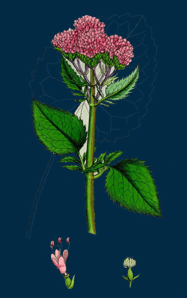 Detail of Valeriana Pyrenaica; Heart-Leaved Valerian by Anonymous