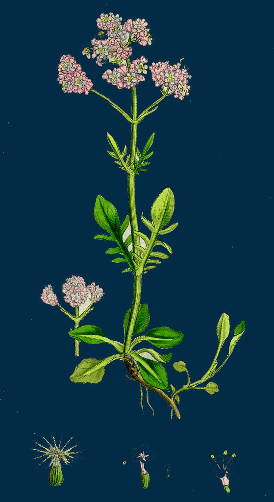 Detail of Valeriana Dioica; Small Marsh Valerian by Anonymous