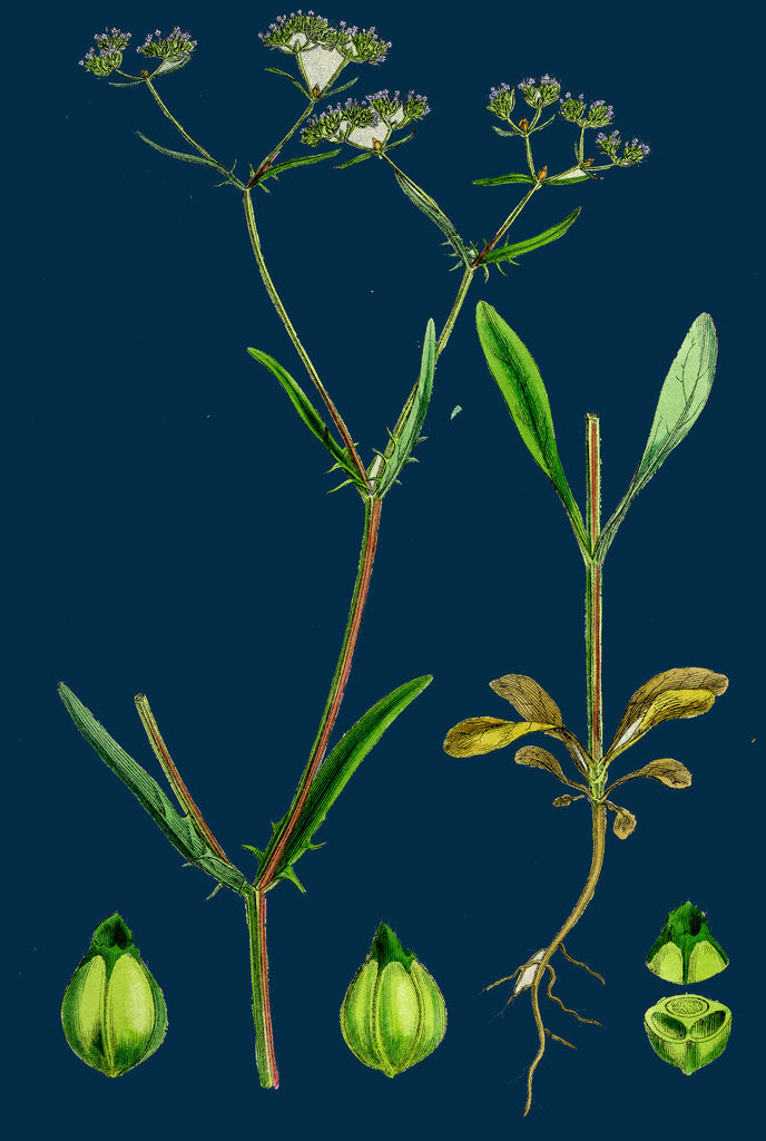 Detail of Valerianella Auricula; Sharp-Fruited Lamb's-Lettuce by Anonymous