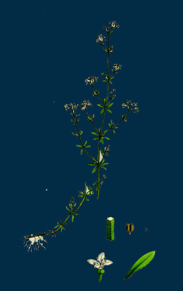 Detail of Galium Palustre, Var. Witheringii; Marsh Bedstraw, Var. Y. by Anonymous