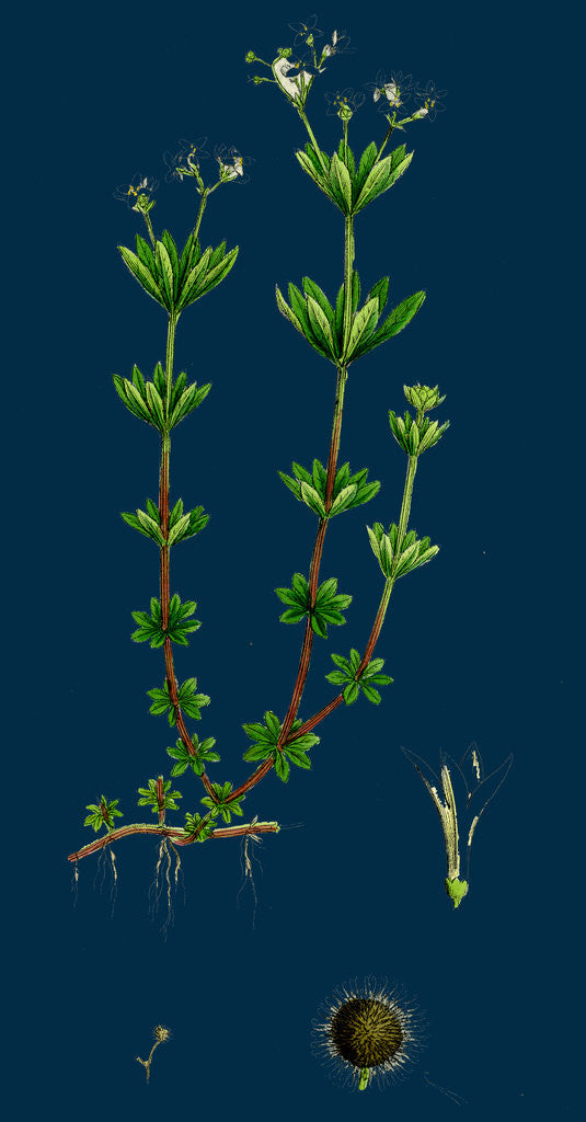 Detail of Asperula Odorata; Sweet Woodruff by Anonymous