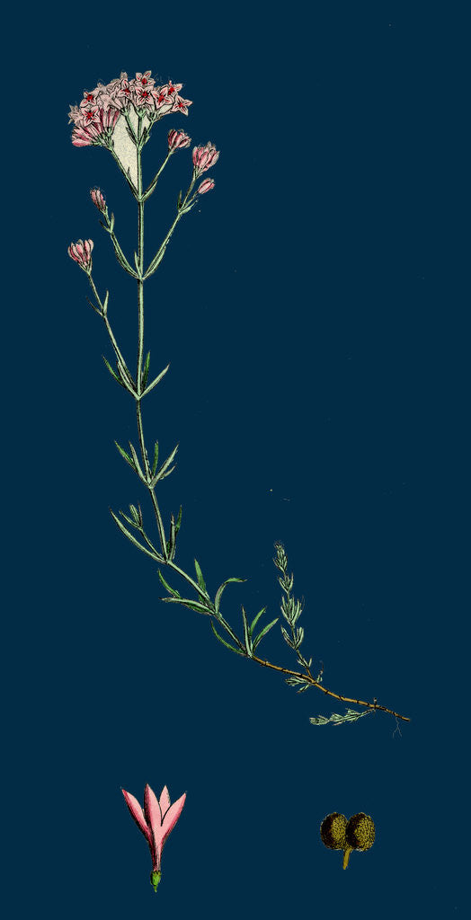 Detail of Asperula Cynanchica; Squinancy-Wort by Anonymous