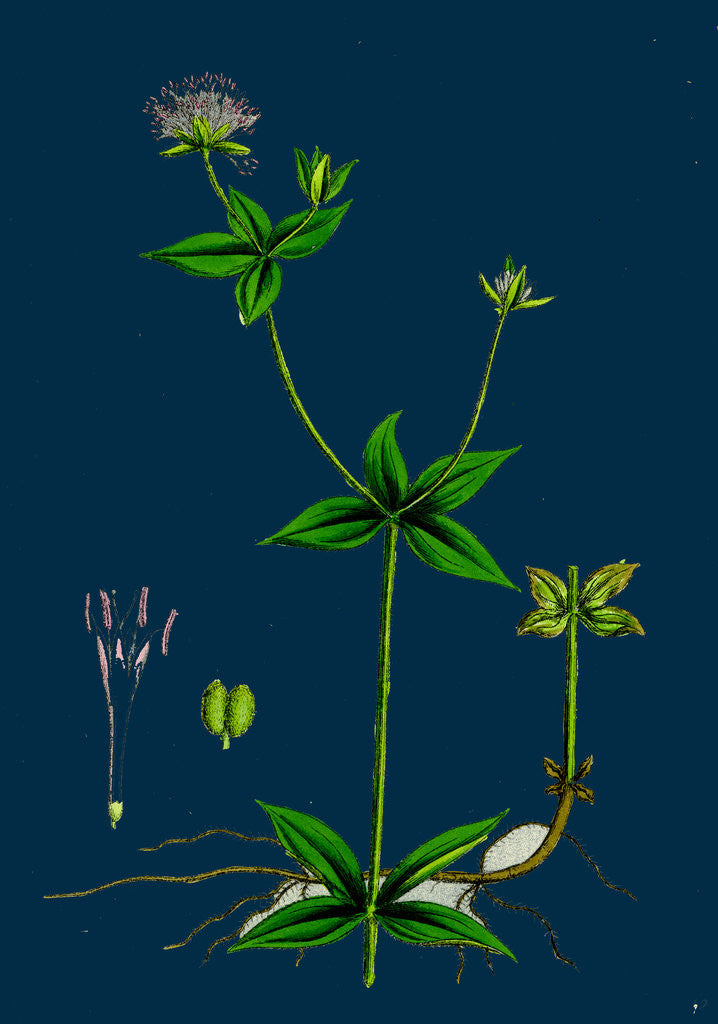 Detail of Asperula Taurina; Four-Leaved Woodruff by Anonymous