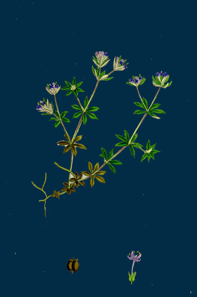 Detail of Sherardia Arvensis; Blue Field Madder by Anonymous