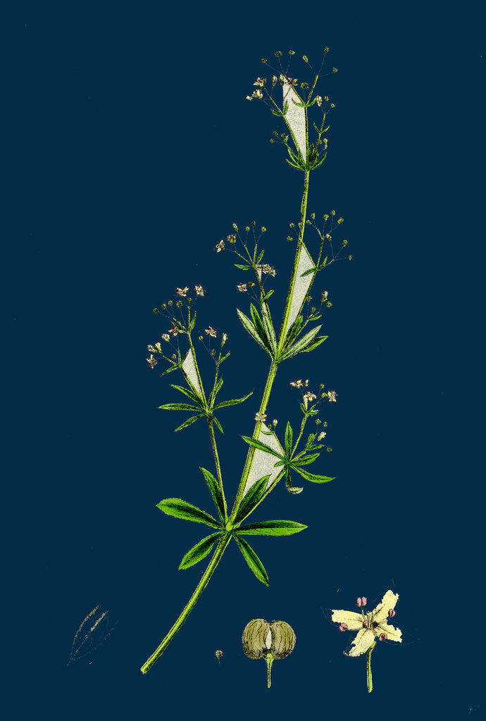 Detail of Galium Erectum, Var. Aristatum; Narrow-Leaved Great Bedstraw, Var. Y. by Anonymous