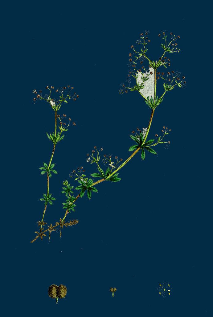 Detail of Galium Saxatile; Heath Bedstraw by Anonymous