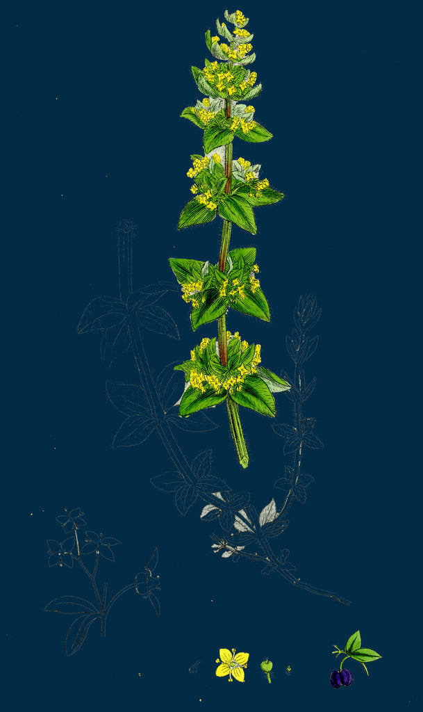 Detail of Galium Cruciatum; Mugwort by Anonymous