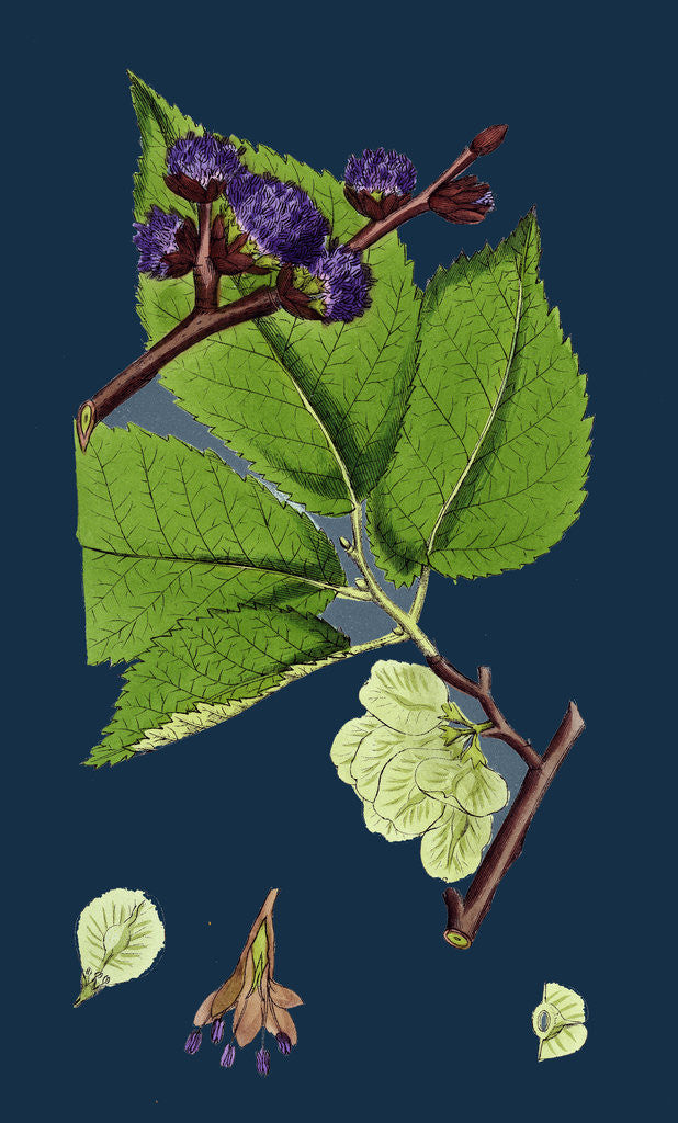 Detail of Ulmus Montana; Broad-Leaved Elm by Anonymous
