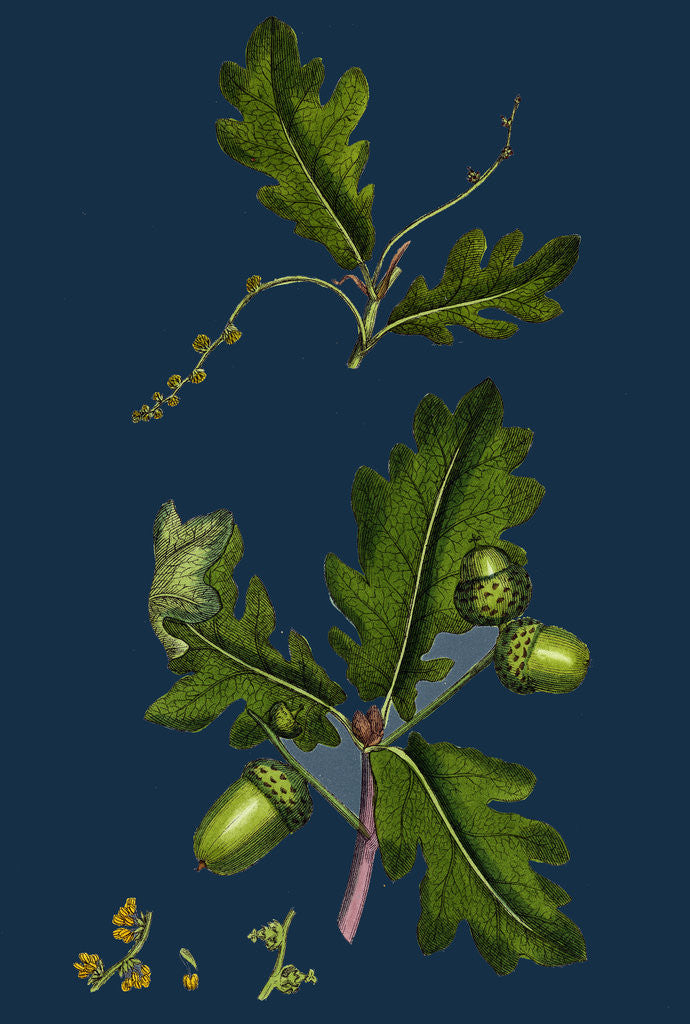 Detail of Quercus Pedunculata; Common Oak by Anonymous