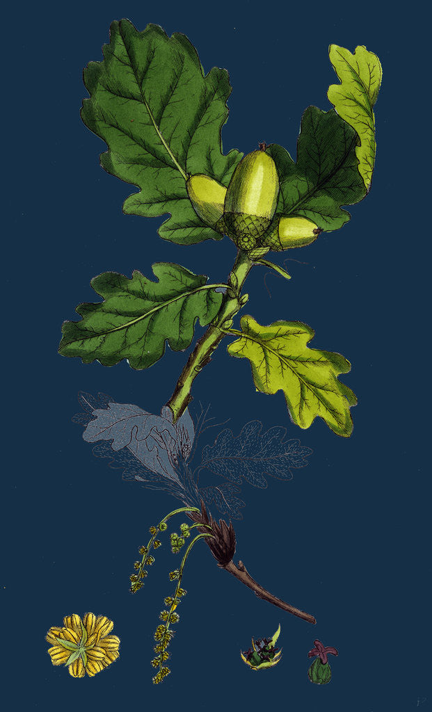 Detail of Quercus Sessiliflora; Sessile-Fruited Oak by Anonymous