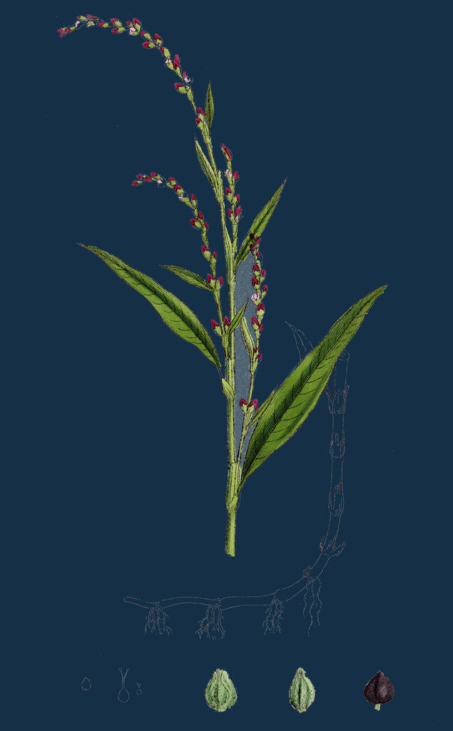 Detail of Polygonum Hydropiper; Water Pepper by Anonymous