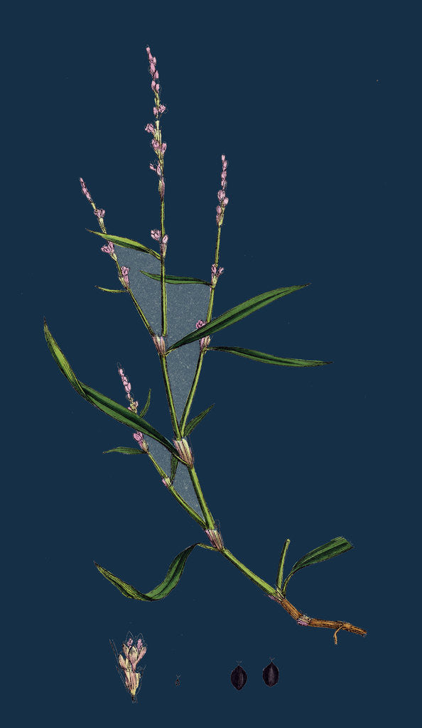 Detail of Polygonum Minus; Small Persicaria by Anonymous