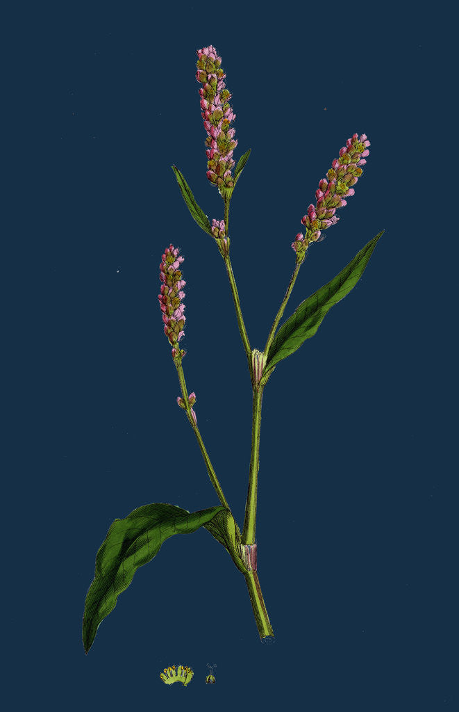Detail of Polygonum Persicaria, Var. Elatum; Spotted Persicaria, Var. B. by Anonymous