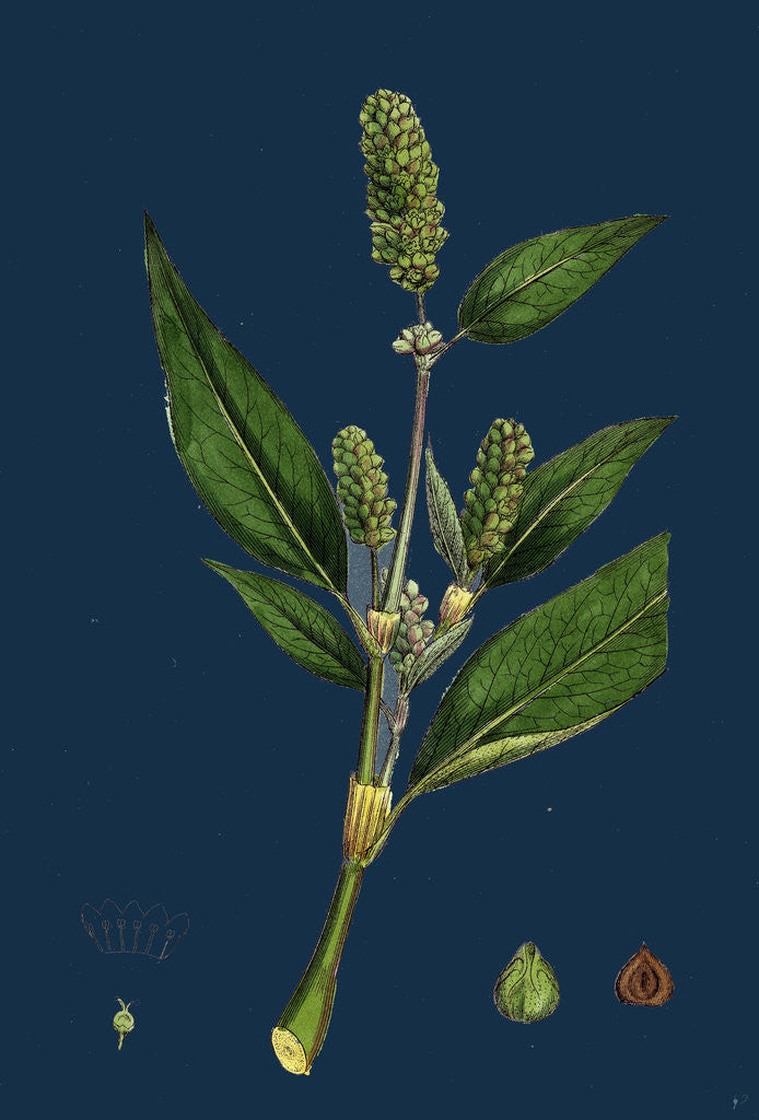 Detail of Polygonum Lapathifolium, Var. Genuinum; Glandular Persicaria, Var. A. by Anonymous