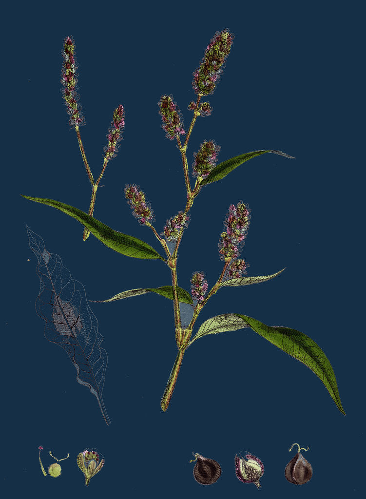 Detail of Polygonum Lapathifolium, Var. Nodosum; Glandular Persicaria, Var. B. by Anonymous