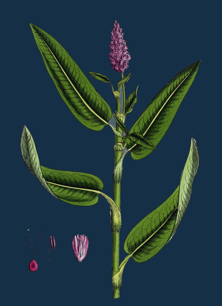 Detail of Polygonum Amphibium, Terrestre; Amphibious Bistort, Terrestial Form by Anonymous