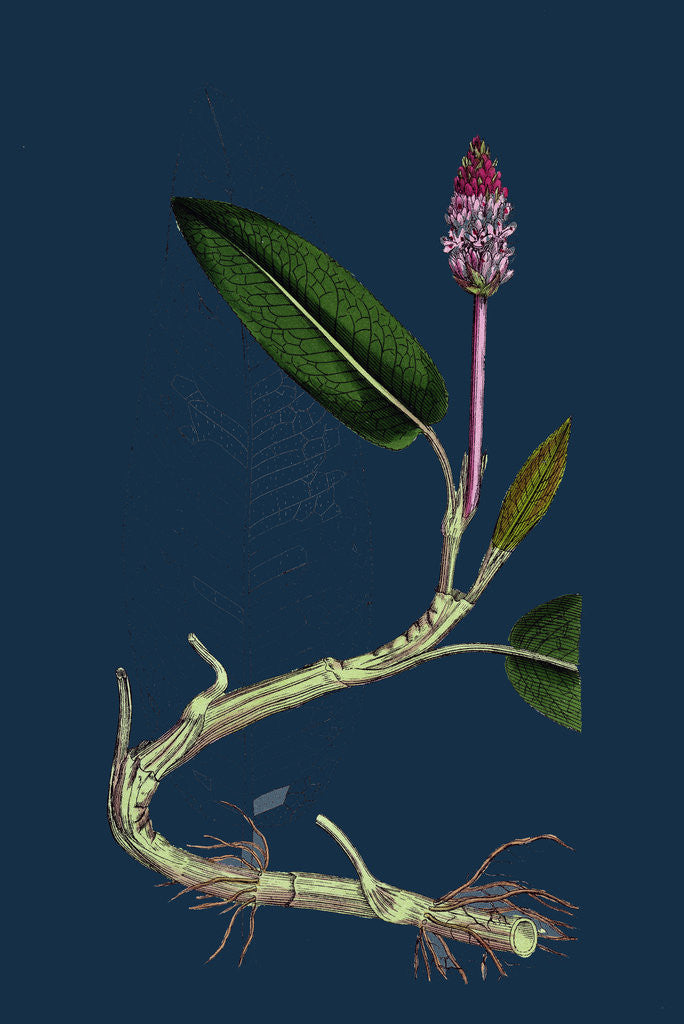 Detail of Polygonum Amphibium, Natans; Amphibious Bistort, Aquatic Form by Anonymous