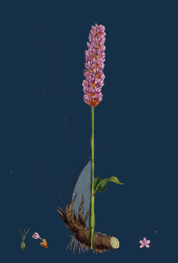 Detail of Polygonum Bistorta; Common Bistort by Anonymous