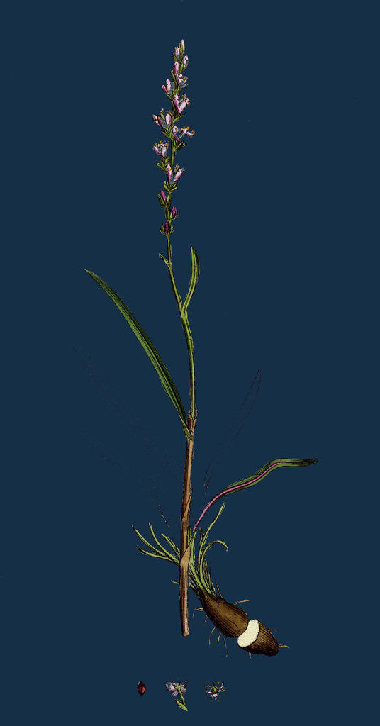 Detail of Polygonum Viviparum; Viviparous Bistort by Anonymous