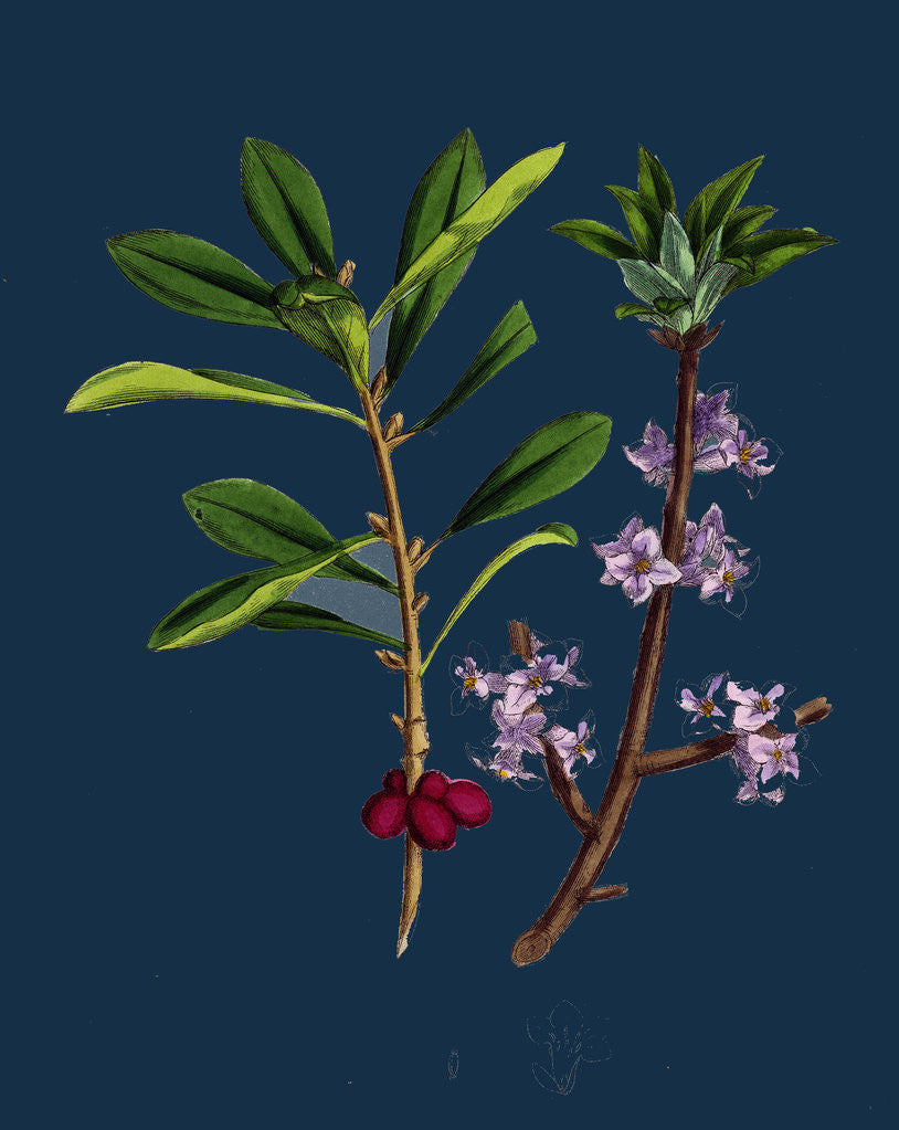 Detail of Daphne Mezereum; Mezereon by Anonymous