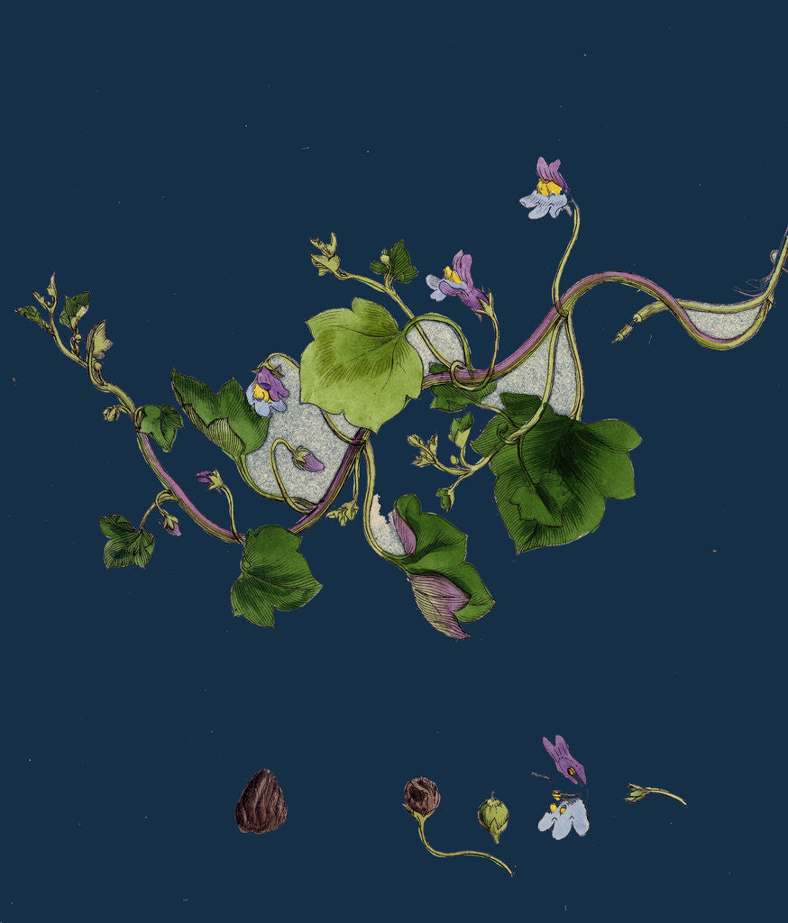 Detail of Linaria Cymbalaria; Ivy-Leaved Toadflax by Anonymous