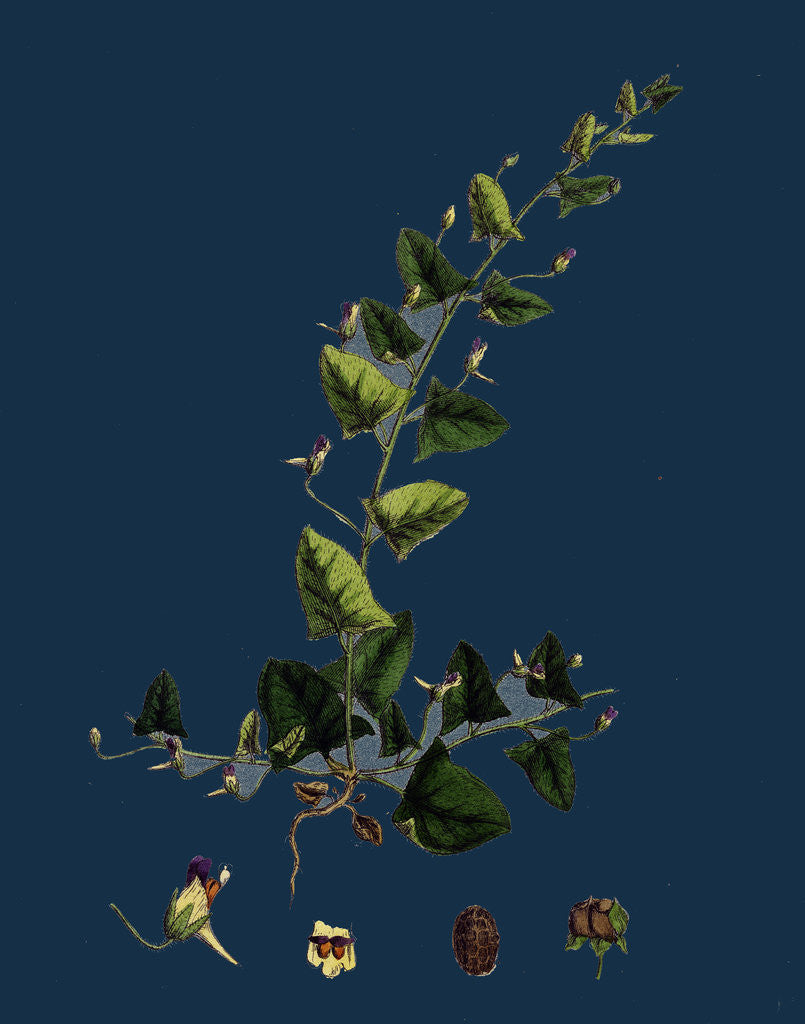 Detail of Linaria Elatine; Sharp-Leaved Fluellin by Anonymous