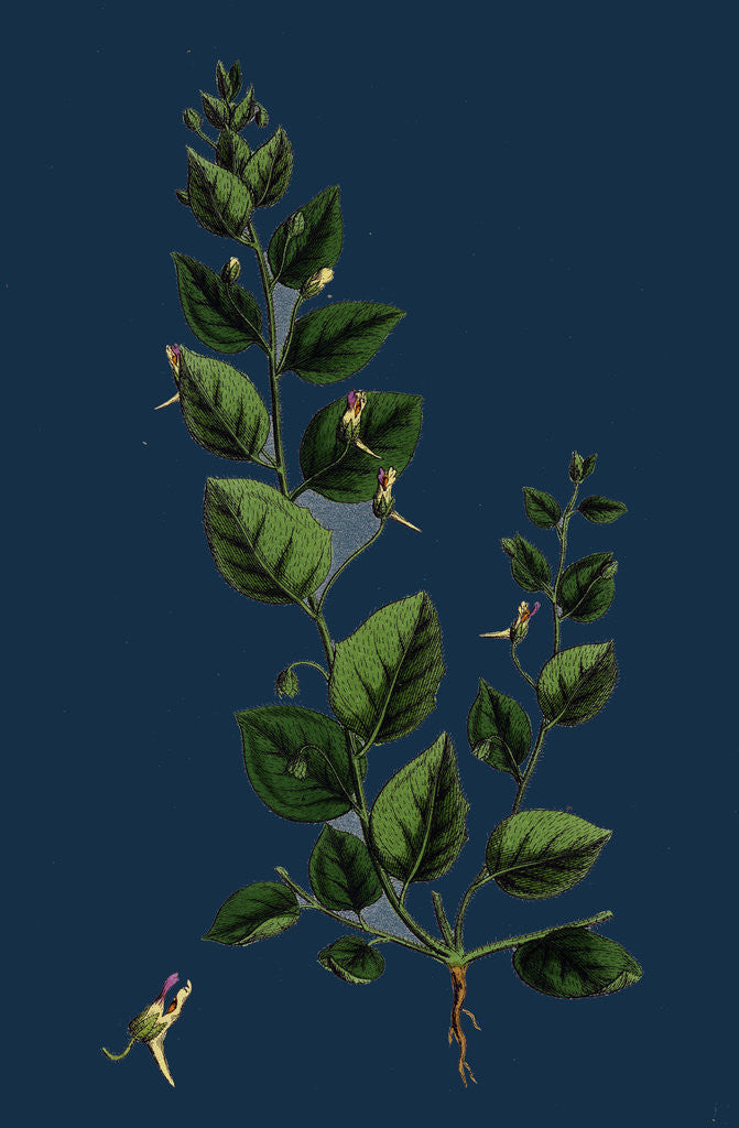 Detail of Linaria Spuria; Round-Leaved Fuellin by Anonymous