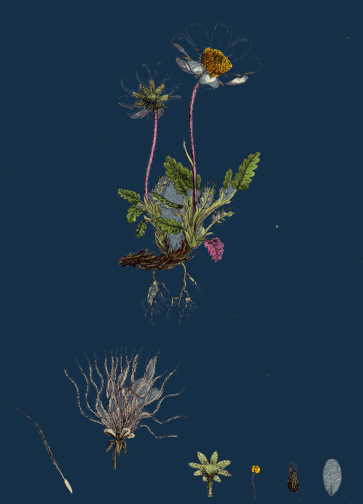 Detail of Dryas Octopetala; Mountain Avens by Anonymous