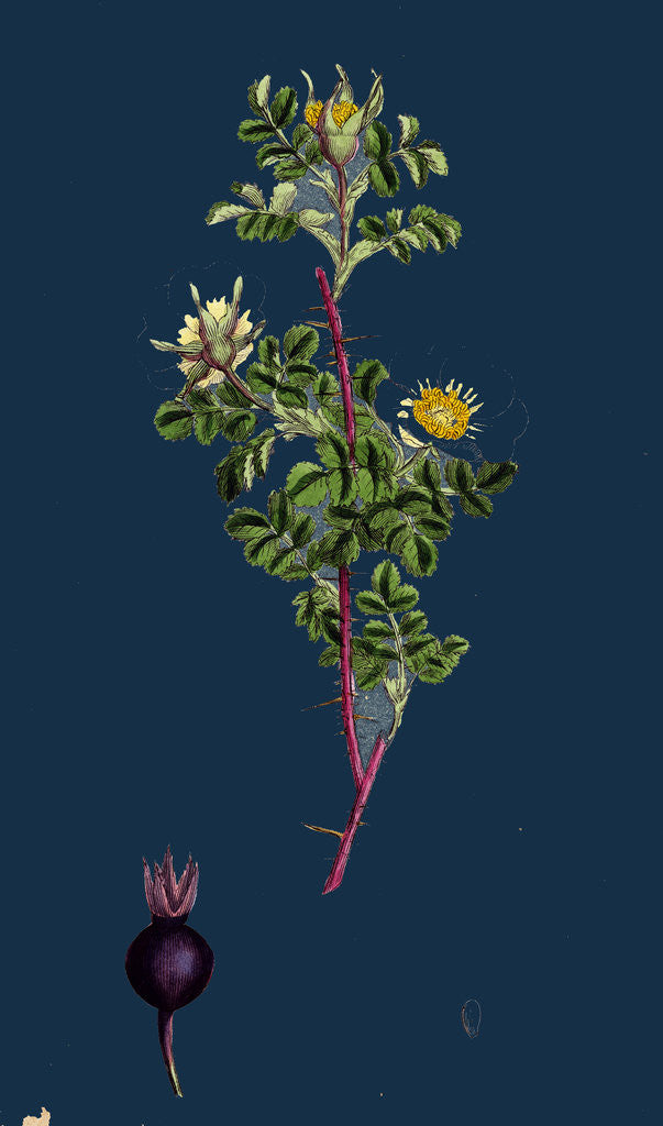 Detail of Rosa Spinosissima; Common Burnet-Rose by Anonymous