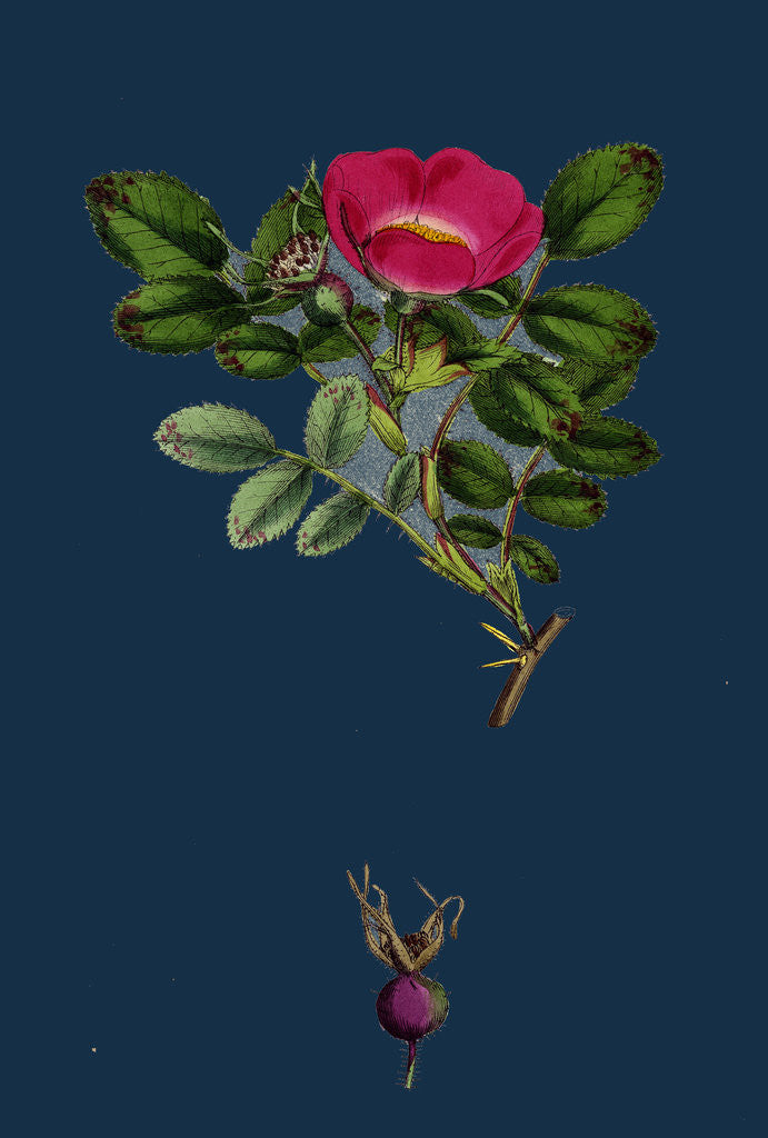 Detail of Rosa Mollissima; Soft-Leaved Rose by Anonymous