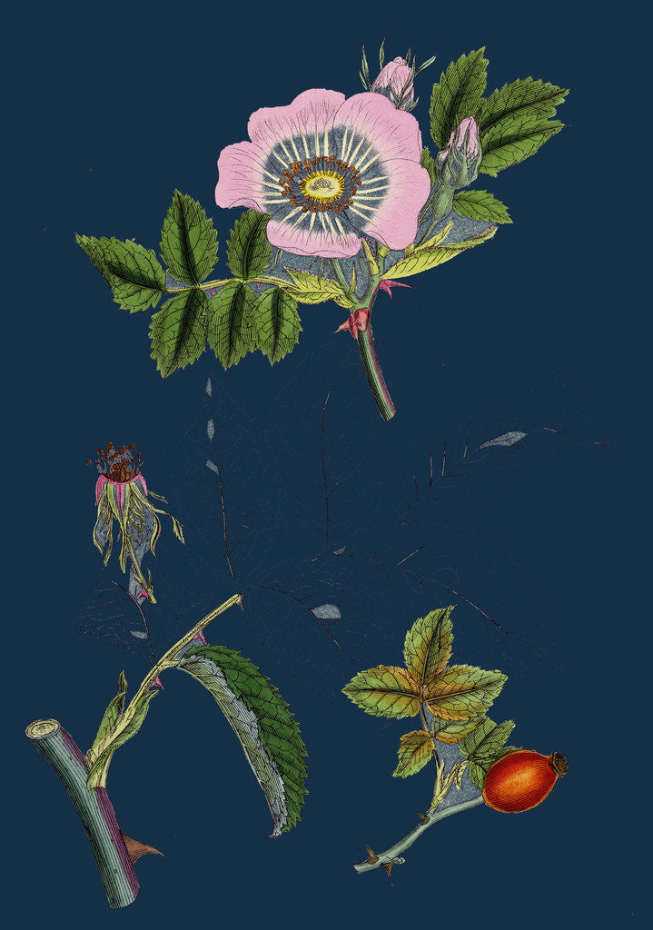 Detail of Rosa Canina; Common Dog-Rose by Anonymous