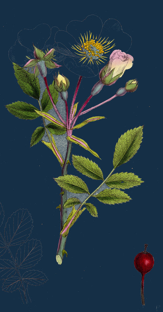 Detail of Rosa Arvensis; White-Flowered Trailing Rose by Anonymous