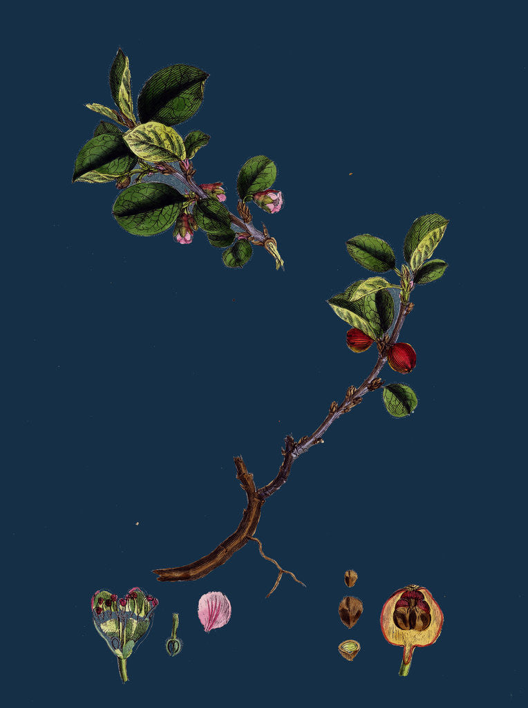 Detail of Cotoneaster Vulgaris; Common Cotoneaster by Anonymous