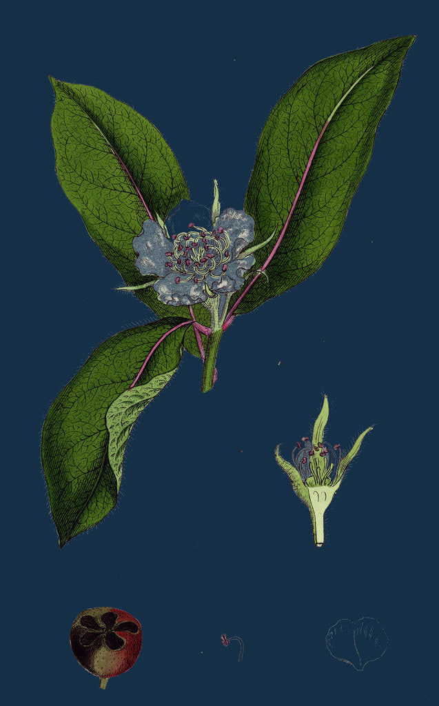 Detail of Mespilus Germanica; Wild Medlar by Anonymous