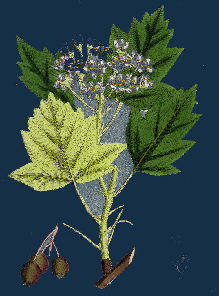 Detail of Pyrus Torminalis; Wild Service-Tree by Anonymous