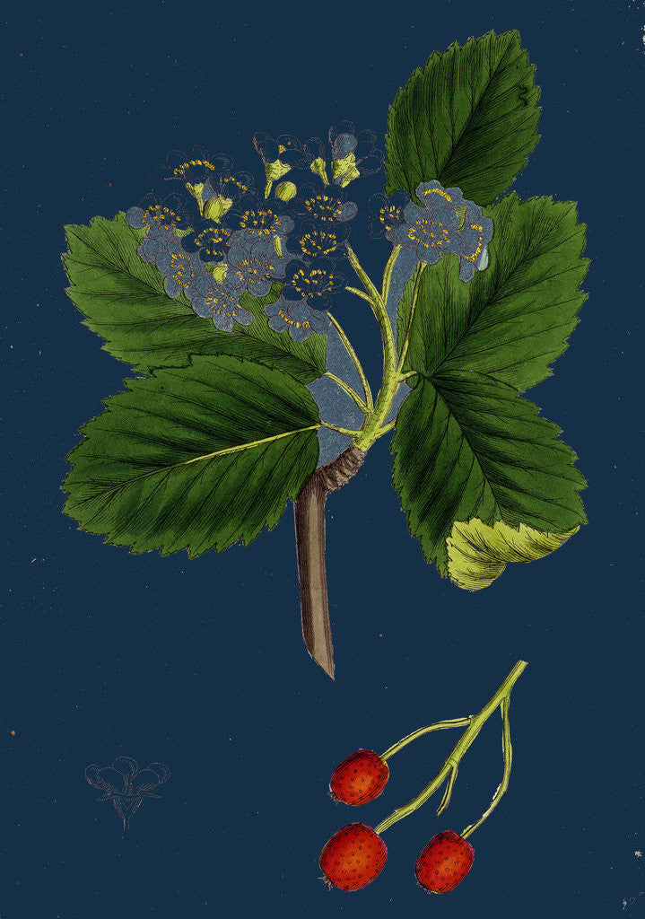 Detail of Pyrus Eu-Aria; Common White-Beam by Anonymous