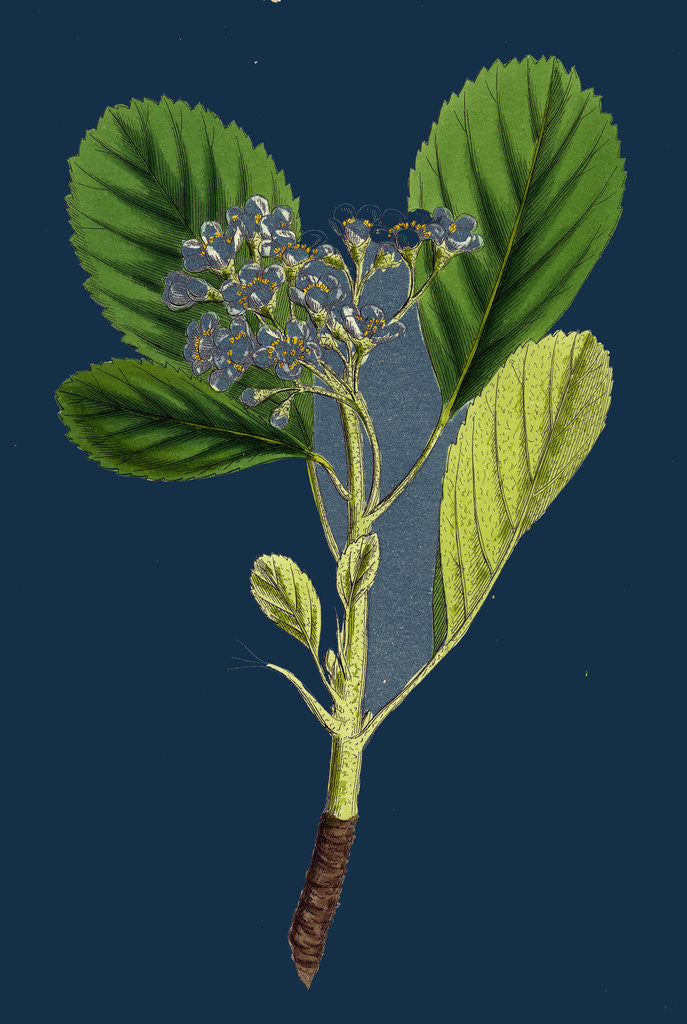 Detail of Pyrus Rupicola; Rock White-Beam by Anonymous