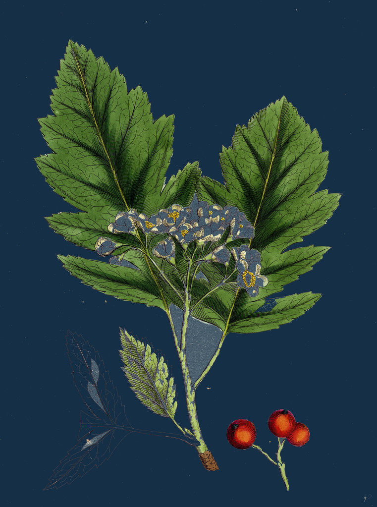 Detail of Pyrus Fennica; Bastard Mountain-Ash by Anonymous