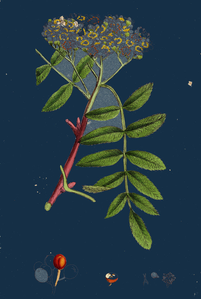 Detail of Pyrus Aucuparia; Mountain-Ash by Anonymous