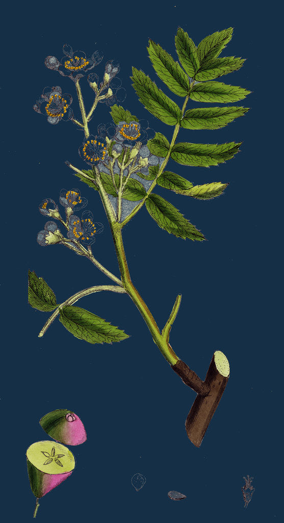 Detail of Pyrus Domestica; Service-Tree by Anonymous