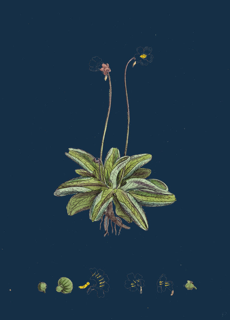 Detail of Pinguicula Lusitanica; Pale Butterwort by Anonymous